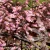 penstemon-dakota-burgundy-1-e-clematis.webp