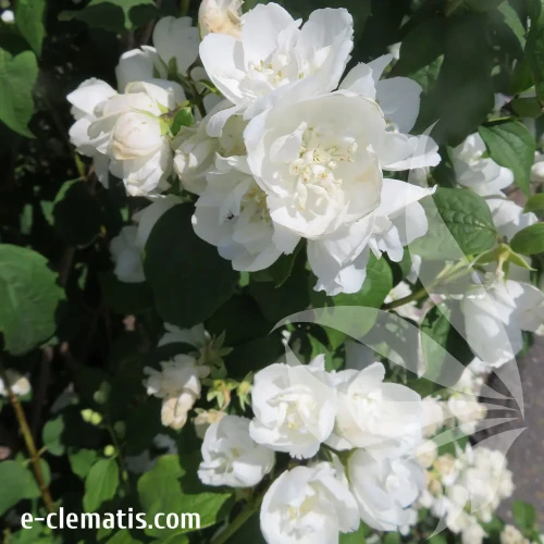 philadelphus-bouquet-blanc-1-e-clematis.webp