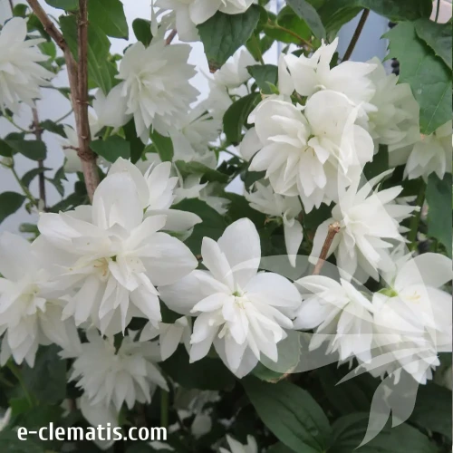 philadelphus-minnesota-snowflake-2-e-clematis.webp