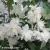 philadelphus-minnesota-snowflake-2-e-clematis.webp