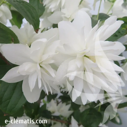 philadelphus-minnesota-snowflake-1-e-clematis.webp
