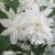 philadelphus-minnesota-snowflake-1-e-clematis.webp