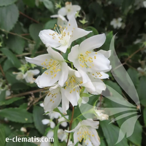 philadelphus-mont-blanc-2-e-clematis.webp