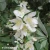 philadelphus-mont-blanc-2-e-clematis.webp