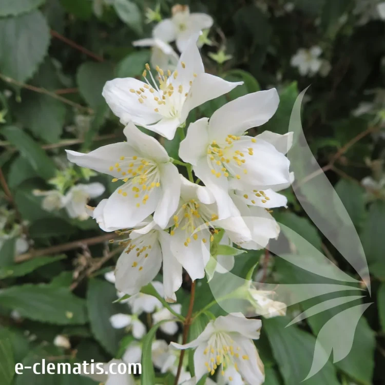philadelphus-mont-blanc-2-e-clematis.webp