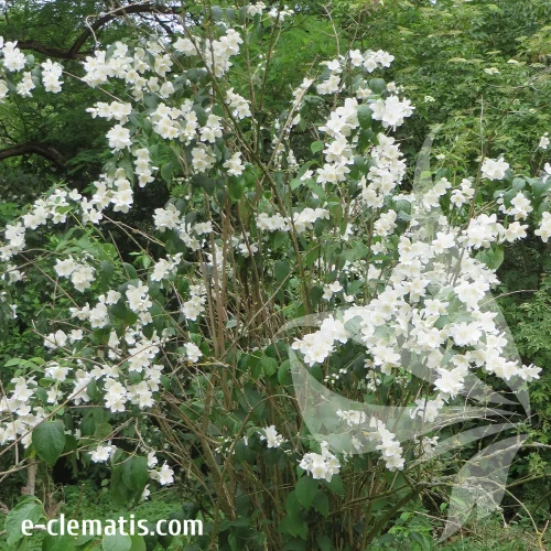 philadelphus-mont-blanc-1-e-clematis.webp