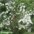 philadelphus-mont-blanc-1-e-clematis.webp