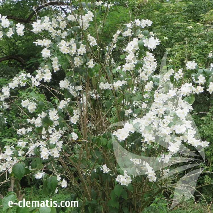 philadelphus-mont-blanc-1-e-clematis.webp