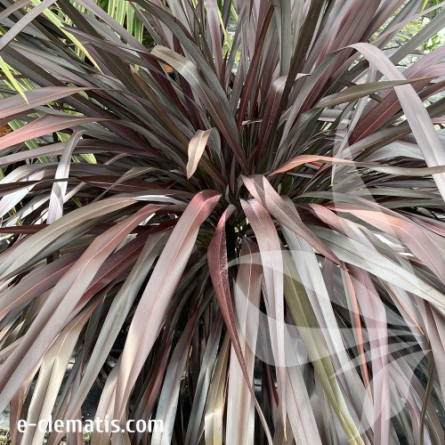 phormium-all-black-2--e-clematis.jpg