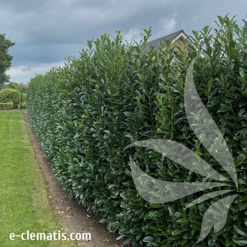 prunus-laurocerasus-elly-3-e-clematis.webp