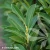 prunus-laurocerasus-elly-2-e-clematis.webp