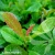 prunus-etna-1-e-clematis.webp