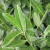 prunus-genolia-2-e-clematis.webp