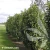 prunus-genolia-1-e-clematis.webp