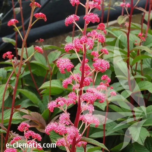 rodgersia-bronze-peacock-3-e-clematis.webp