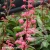rodgersia-bronze-peacock-3-e-clematis.webp