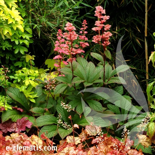 rodgersia-bronze-peacock-1-e-clematis.webp