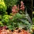 rodgersia-bronze-peacock-1-e-clematis.webp