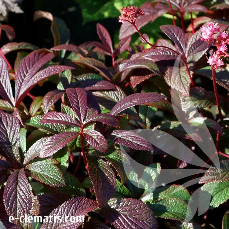 rodgersia-bronze-peacock-2-e-clematis.webp