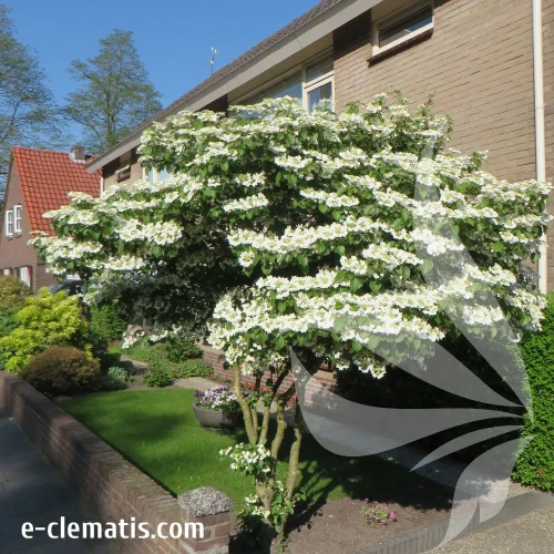 viburnum-plicatum-mariesii-1-e-clematis.webp