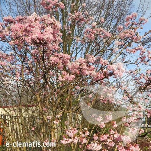 viburnum-bodnantense-dawn-1-e-clematis.webp