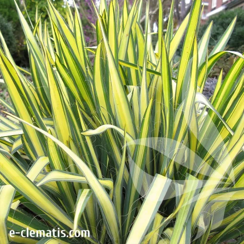 yucca-gold-heart-e-clematis.webp