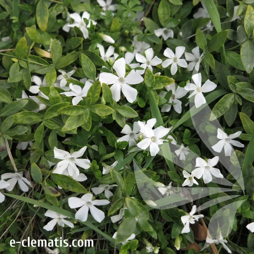 vinca-minor-alba-e-clematis.webp