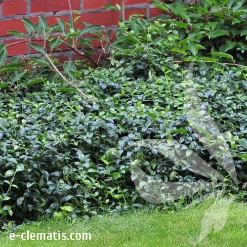 vinca-minor-e-clematis.webp