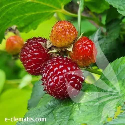 rubus-raspberry-tower-2-e-clematis.webp