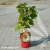 rubus-raspberry-tower-1-e-clematis.webp