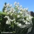 syringa-vulgaris-mme-florent-stepman-2.webp