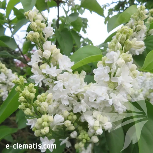syringa-vulgaris-mme-florent-stepman-1.webp
