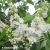 syringa-vulgaris-mme-florent-stepman-1.webp