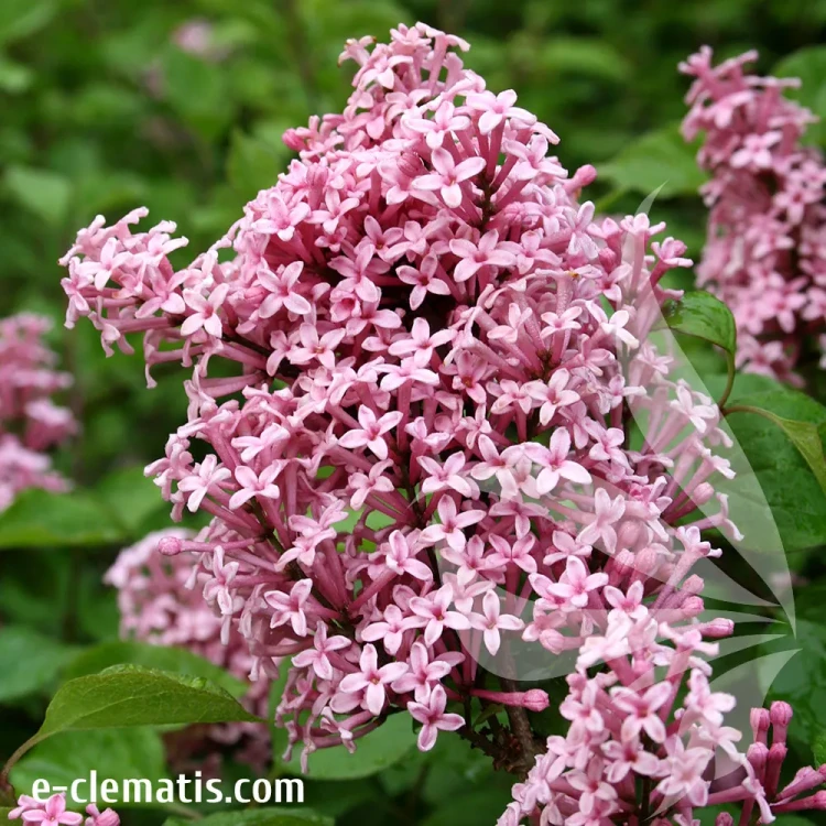 syringa-flowerfesta-pink.webp