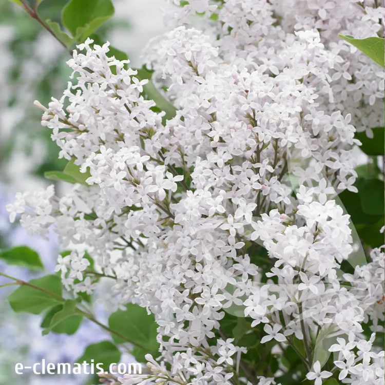 syringa-flowerfesta-white.webp