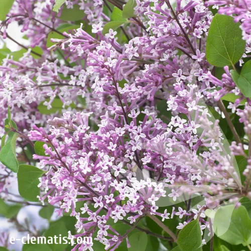 syringa-flowerfesta-purple.webp