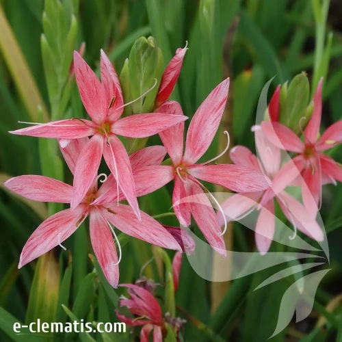 schizostylis-mrs-hegarty-1-e-clematis.webp