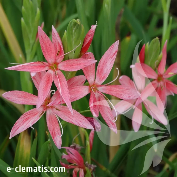 schizostylis-mrs-hegarty-1-e-clematis.webp