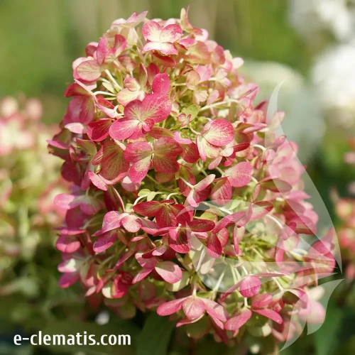 Hydrangea-paniculata-Graffiti.webp