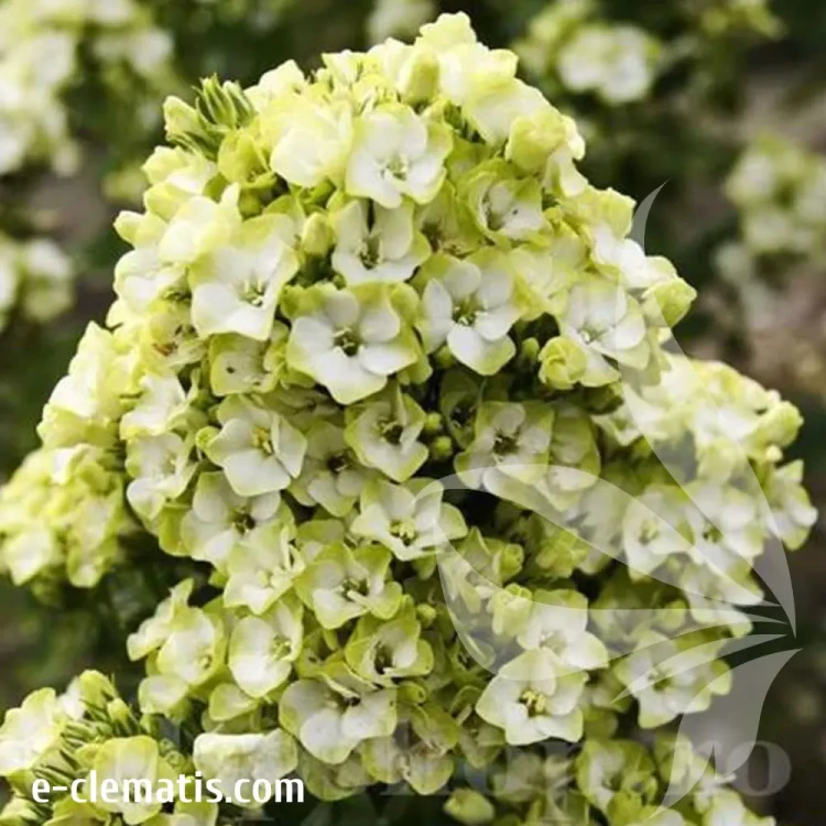 Phlox-paniculata-Orchid-Green.webp