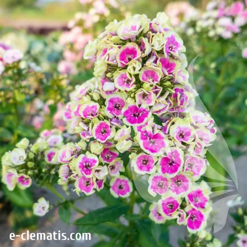Phlox-paniculata-Orchid-Yellow.webp