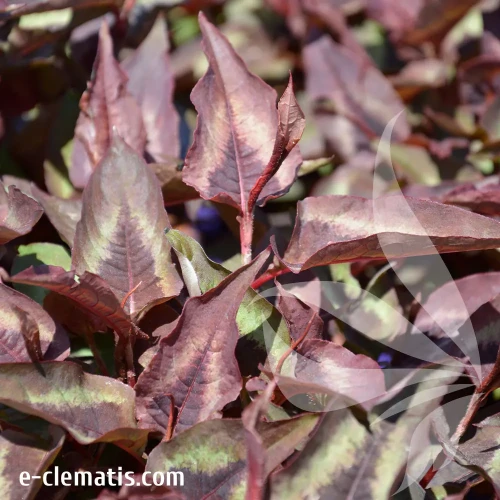 Persicaria-microcephala-Red-Dragon.webp