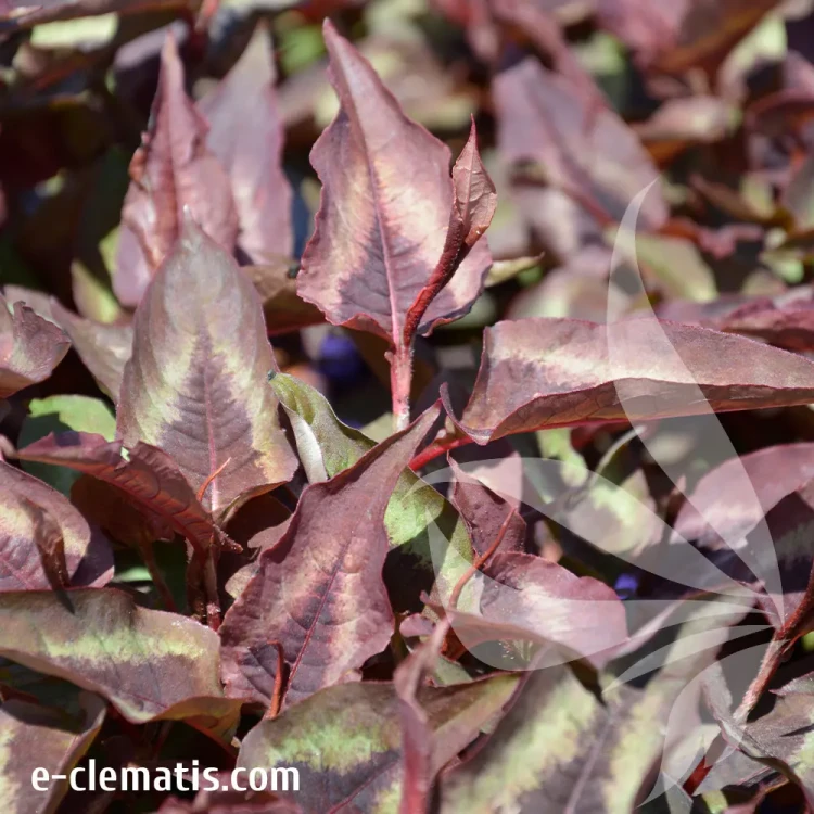 Persicaria-microcephala-Red-Dragon.webp