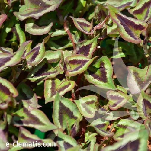 Persicaria-microcephala-Purple-Fantasy.webp