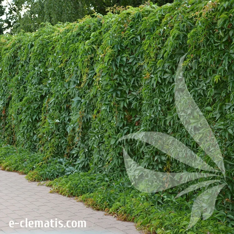 Parthenocissus-quinquefolia.webp
