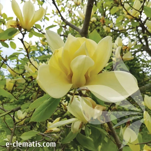 magnolia-limelight.webp