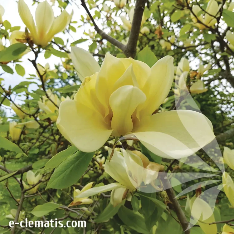 magnolia-limelight.webp