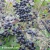 Ligustrum-Vicaryi-1-e-clematis.webp