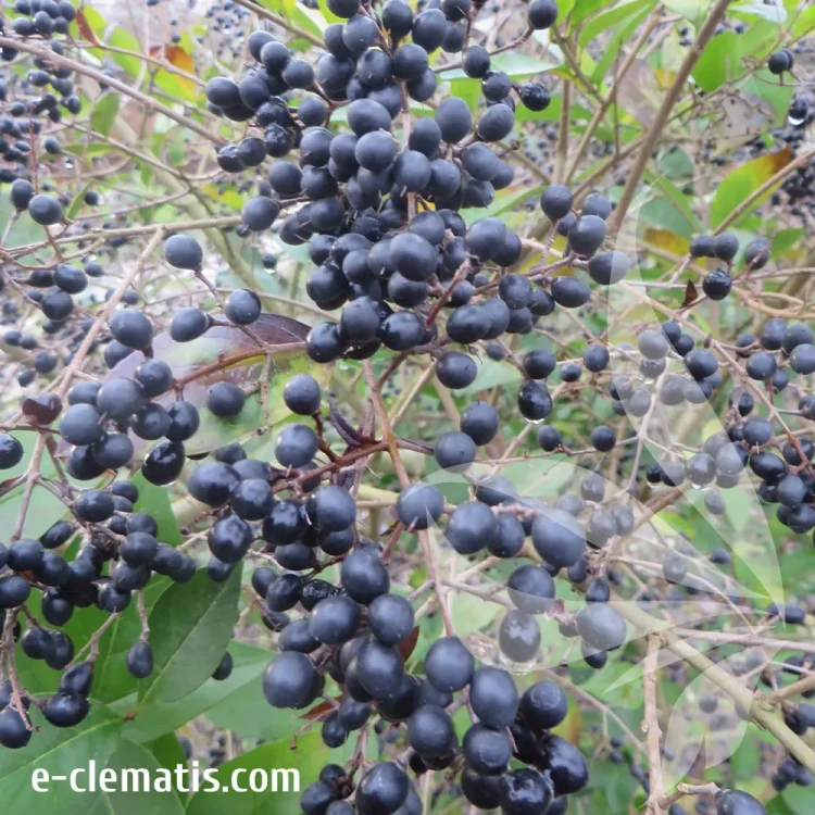 Ligustrum-Vicaryi-1-e-clematis.webp
