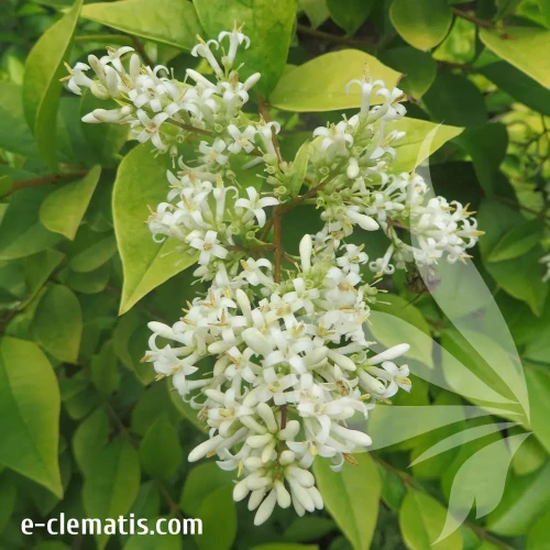 Ligustrum-Vicaryi-2-e-clematis.webp